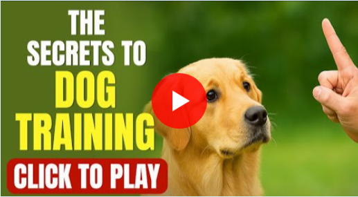 Dog Training Secrets