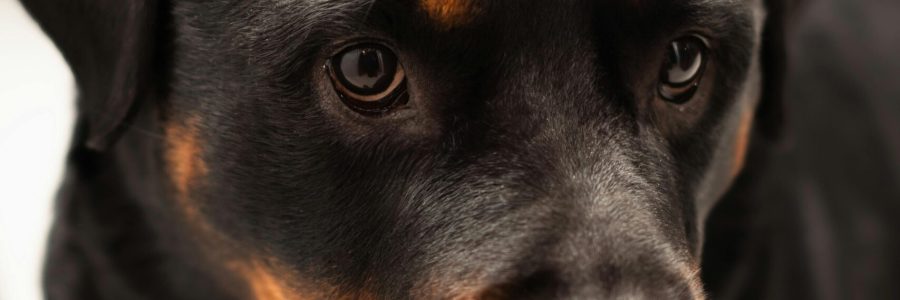 pexels-katia-miasoed-624959709-19892500